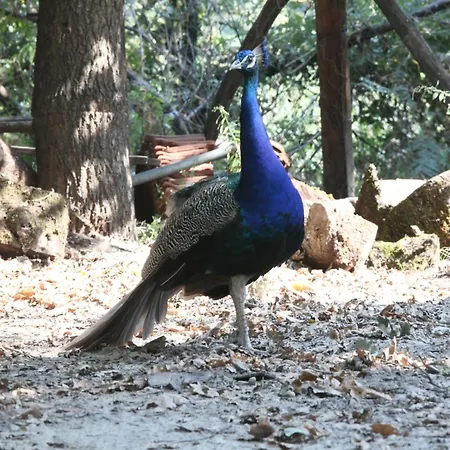 Nemesis 호텔 스타브로우폴리스