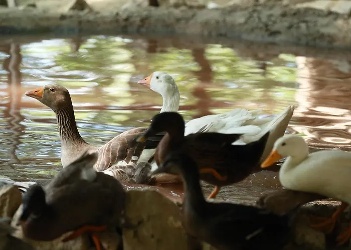 Nemesis 3* Stavroupoli